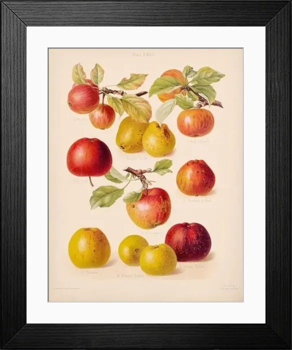 Framed Print : Vintage Apple illustration Framed Print : Vintage Apple illustration