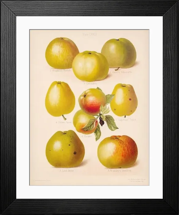 Framed Print : Vintage Apple illustration Framed Print : Vintage Apple illustration