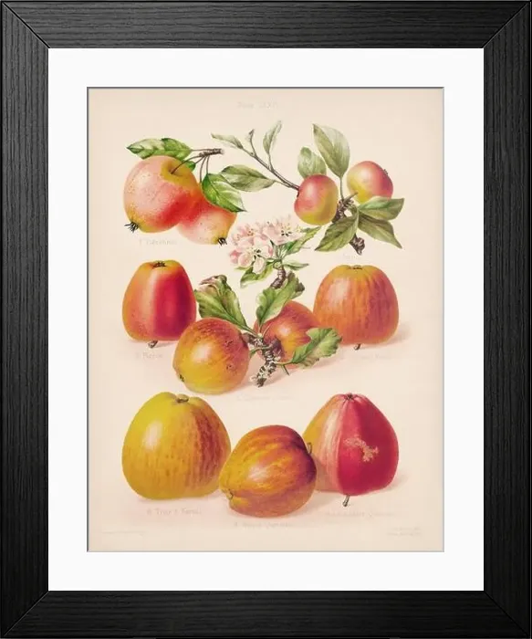 Framed Print : Vintage Apple illustration