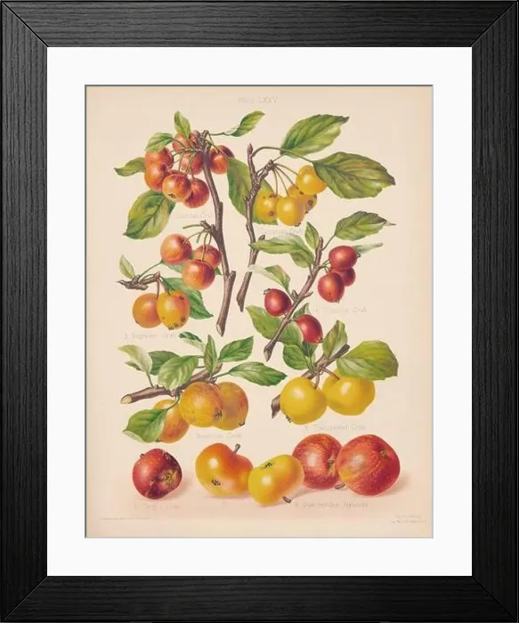 Framed Print : Vintage Apple illustration Framed Print : Vintage Apple illustration