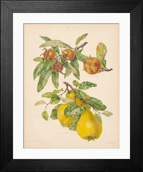 Framed Print : Vintage Pear illustration Framed Print : Vintage Pear illustration