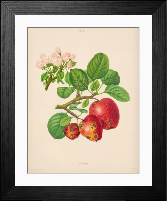 Framed Print : Vintage Apple illustration Framed Print : Vintage Apple illustration