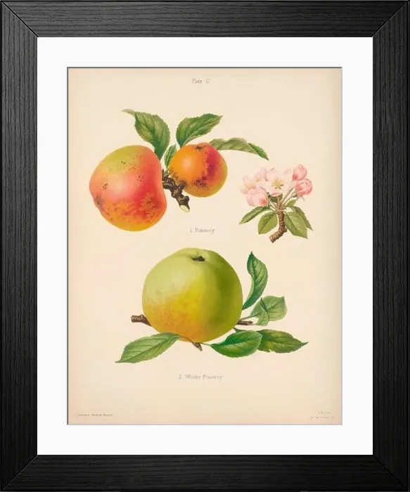 Framed Print : Vintage Apple illustration Framed Print : Vintage Apple illustration