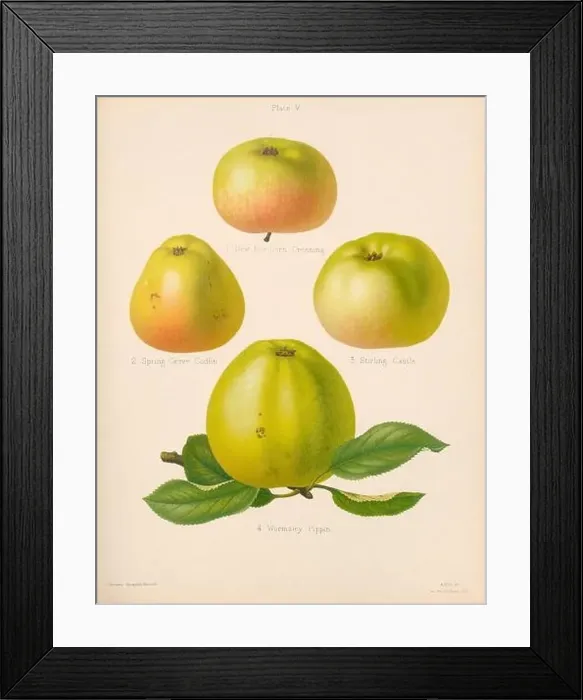 Framed Print : Vintage Apple illustration Framed Print : Vintage Apple illustration
