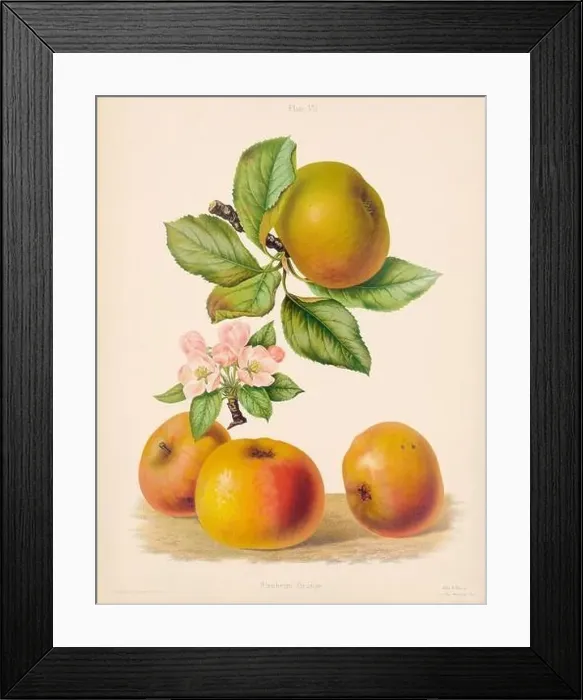 Framed Print : Vintage Apple illustration Framed Print : Vintage Apple illustration