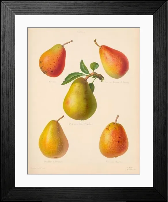 Framed Print : Vintage Pear illustration Framed Print : Vintage Pear illustration