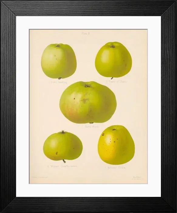 Framed Print : Vintage Apple illustration Framed Print : Vintage Apple illustration