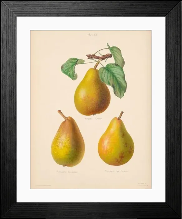 Framed Print : Vintage Pear illustration Framed Print : Vintage Pear illustration