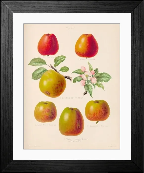 Framed Print : Vintage Apple illustration Framed Print : Vintage Apple illustration