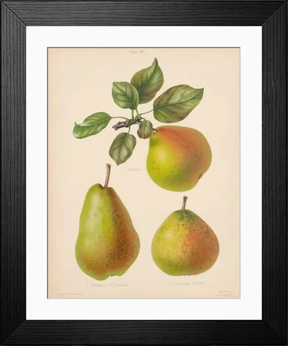 Framed Print : Vintage Pear illustration Framed Print : Vintage Pear illustration