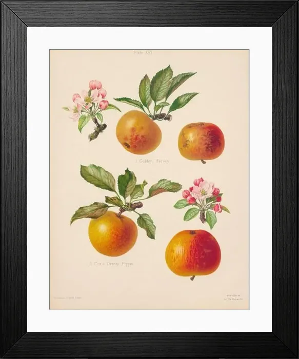 Framed Print : Vintage Apple illustration Framed Print : Vintage Apple illustration