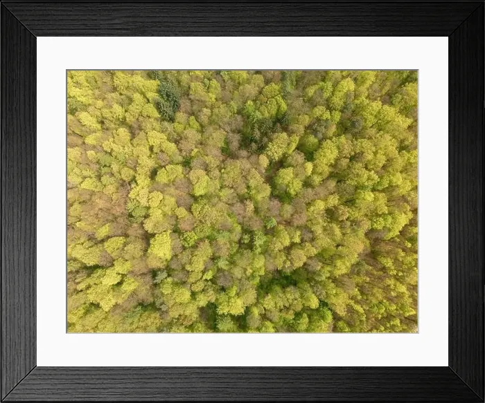 Framed Print : An aerial view of a dense forest with a variety of terrestrial plants including evergreen trees Framed Print : An aerial view of a dense forest with a variety of terrestrial plants including evergreen trees