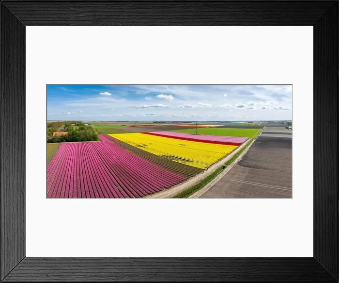 Framed Print : aerial view of a beautiful landscape filled with colorful tulips Framed Print : aerial view of a beautiful landscape filled with colorful tulips