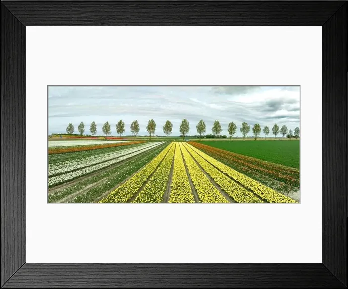 Framed Print : aerial view of a beautiful landscape filled with colorful tulips Framed Print : aerial view of a beautiful landscape filled with colorful tulips