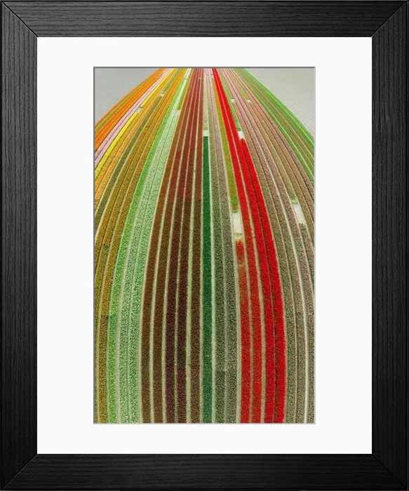 Framed Print : aerial view of a beautiful landscape filled with colorful tulips Framed Print : aerial view of a beautiful landscape filled with colorful tulips