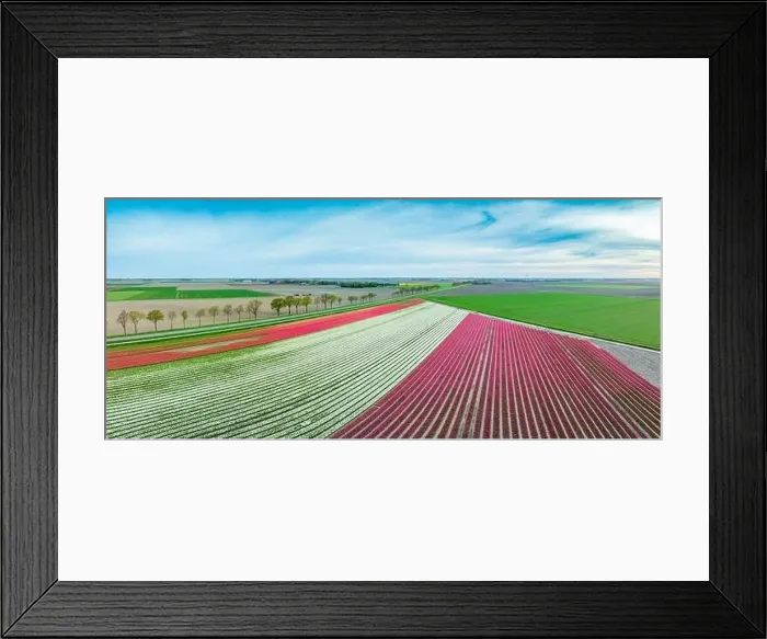 Framed Print : aerial view of a beautiful landscape filled with colorful tulips Framed Print : aerial view of a beautiful landscape filled with colorful tulips