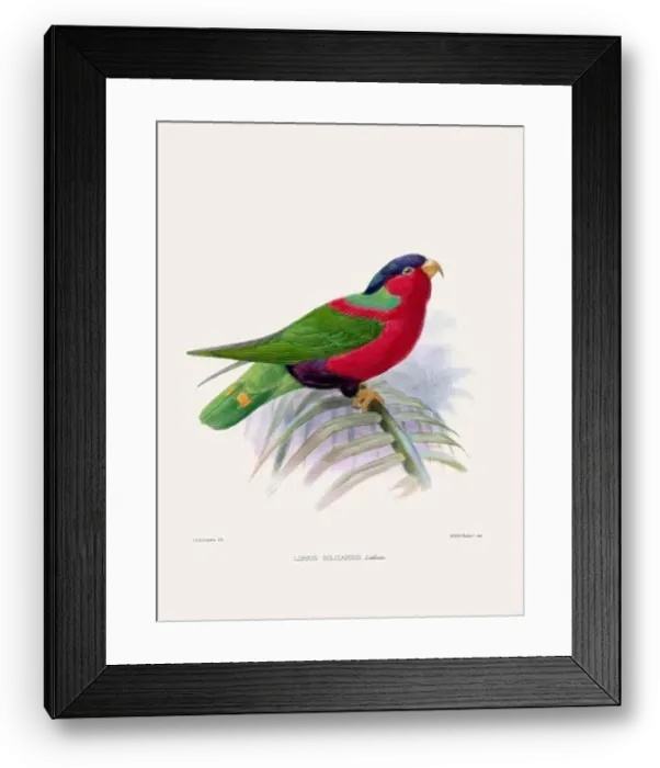 Framed Print : Parrot. Vintage bird illustration. 19th century bird art. Ca 1878 Framed Print : Parrot. Vintage bird illustration. 19th century bird art. Ca 1878