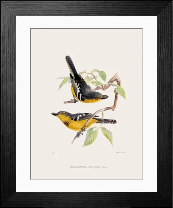 Framed Print : Vintage bird illustration. 19th century bird art. Ca 1878 Framed Print : Vintage bird illustration. 19th century bird art. Ca 1878