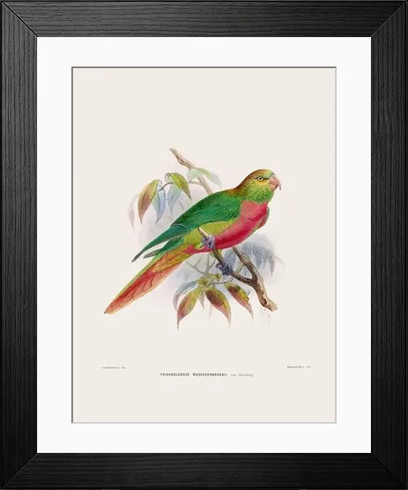 Framed Print : Parrot. Vintage bird illustration. 19th century bird art. Ca 1878 Framed Print : Parrot. Vintage bird illustration. 19th century bird art. Ca 1878