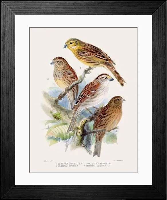 Framed Print : Vintage bird illustration. 19th century bird art. Ca 1878 Framed Print : Vintage bird illustration. 19th century bird art. Ca 1878