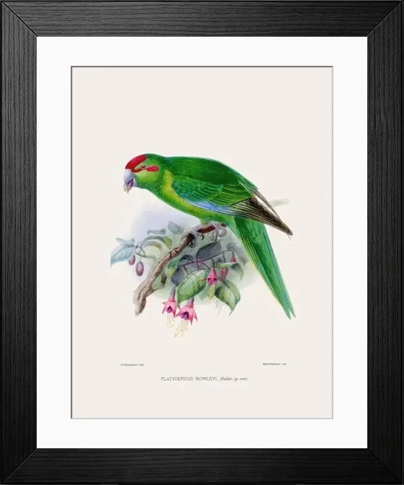 Framed Print : Parrot. Vintage bird illustration. 19th century bird art. Ca 1878 Framed Print : Parrot. Vintage bird illustration. 19th century bird art. Ca 1878