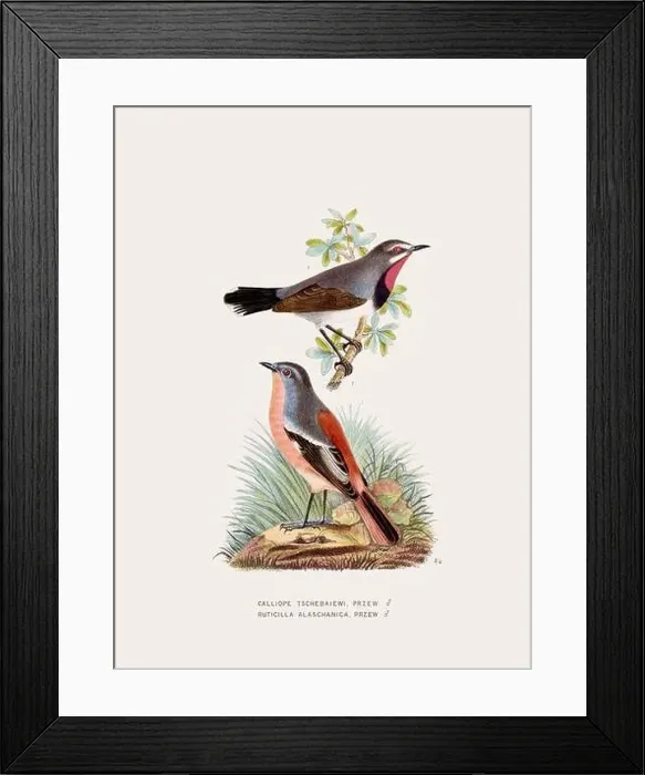Framed Print : Vintage bird illustration. 19th century bird art. Ca 1878 Framed Print : Vintage bird illustration. 19th century bird art. Ca 1878