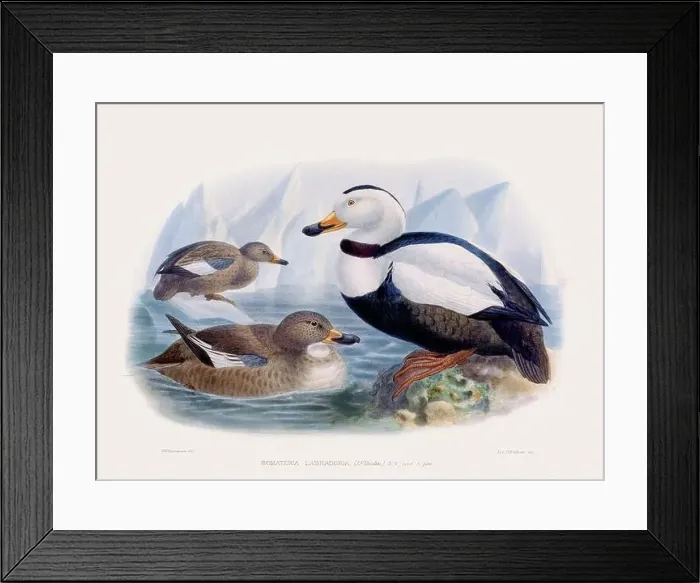 Framed Print : Ducks. Vintage bird illustration. 19th century bird art. Ca 1878 Framed Print : Ducks. Vintage bird illustration. 19th century bird art. Ca 1878
