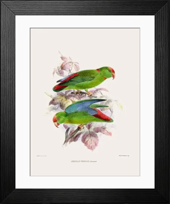 Framed Print : Parrots. Vintage bird illustration. 19th century bird art. Ca 1878 Framed Print : Parrots. Vintage bird illustration. 19th century bird art. Ca 1878
