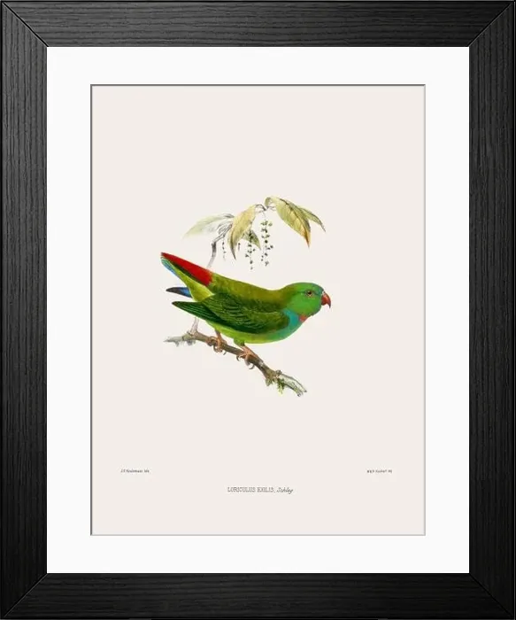 Framed Print : Parrot. Vintage bird illustration. 19th century bird art. Ca 1878 Framed Print : Parrot. Vintage bird illustration. 19th century bird art. Ca 1878