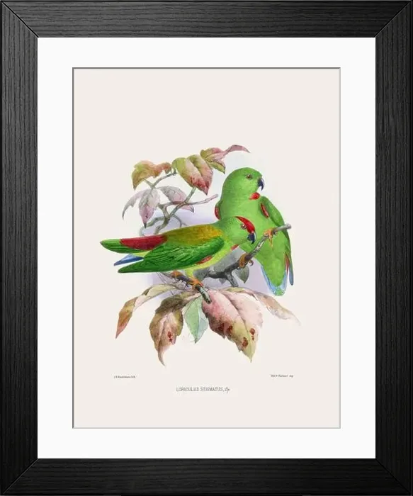 Framed Print : Parrots. Vintage bird illustration. 19th century bird art. Ca 1878 Framed Print : Parrots. Vintage bird illustration. 19th century bird art. Ca 1878