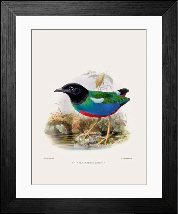Framed Print : Vintage bird illustration. 19th century bird art. Ca 1878 Framed Print : Vintage bird illustration. 19th century bird art. Ca 1878