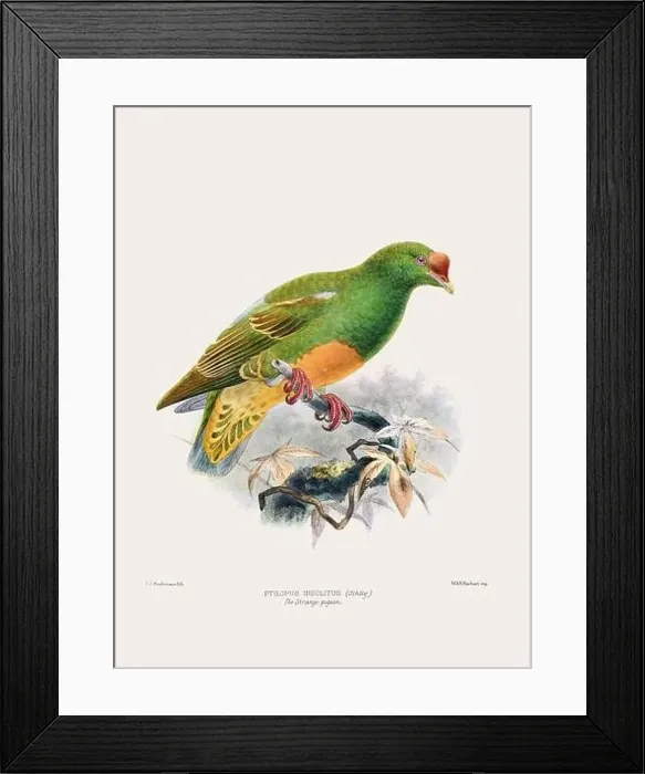 Framed Print : Colorful Pigeons. Vintage bird illustration. 19th century bird art. Ca 1878 Framed Print : Colorful Pigeons. Vintage bird illustration. 19th century bird art. Ca 1878