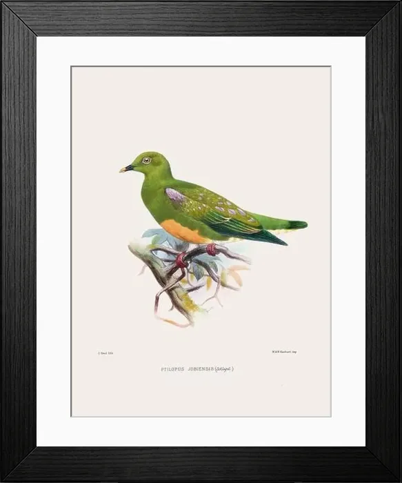 Framed Print : Colorful Pigeons. Vintage bird illustration. 19th century bird art. Ca 1878 Framed Print : Colorful Pigeons. Vintage bird illustration. 19th century bird art. Ca 1878