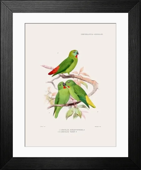 Framed Print : Parrots. Vintage bird illustration. 19th century bird art. Ca 1878 Framed Print : Parrots. Vintage bird illustration. 19th century bird art. Ca 1878