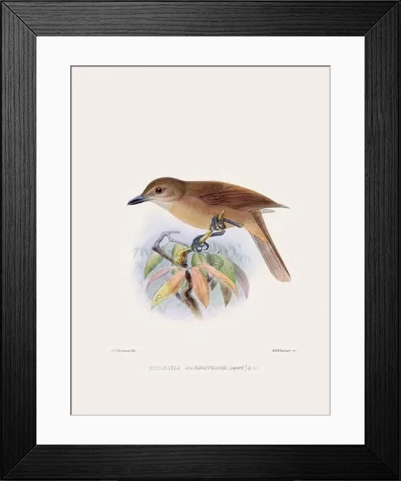 Framed Print : Vintage bird illustration. 19th century bird art. Ca 1878 Framed Print : Vintage bird illustration. 19th century bird art. Ca 1878