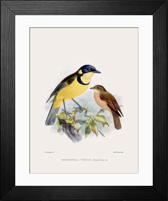 Framed Print : Vintage bird illustration. 19th century bird art. Ca 1878 Framed Print : Vintage bird illustration. 19th century bird art. Ca 1878