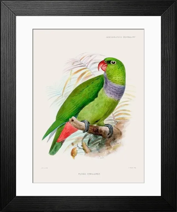 Framed Print : Parrot. Vintage bird illustration. 19th century bird art. Ca 1878 Framed Print : Parrot. Vintage bird illustration. 19th century bird art. Ca 1878
