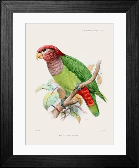 Framed Print : Parrot. Vintage bird illustration. 19th century bird art. Ca 1878 Framed Print : Parrot. Vintage bird illustration. 19th century bird art. Ca 1878