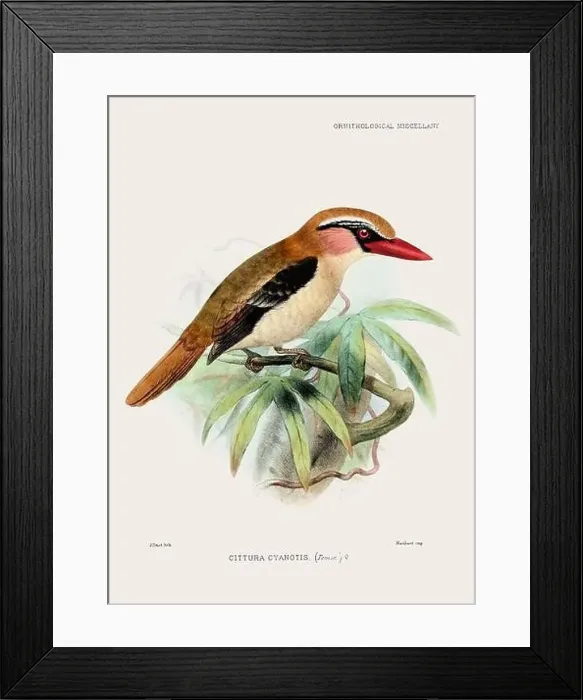 Framed Print : Vintage bird illustration. 19th century bird art. Ca 1878 Framed Print : Vintage bird illustration. 19th century bird art. Ca 1878