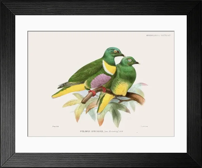 Framed Print : Colorful Pigeons. Vintage bird illustration. 19th century bird art. Ca 1878 Framed Print : Colorful Pigeons. Vintage bird illustration. 19th century bird art. Ca 1878