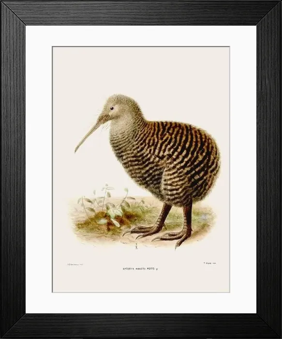 Framed Print : Vintage bird illustration. 19th century bird art. Ca 1878 Framed Print : Vintage bird illustration. 19th century bird art. Ca 1878