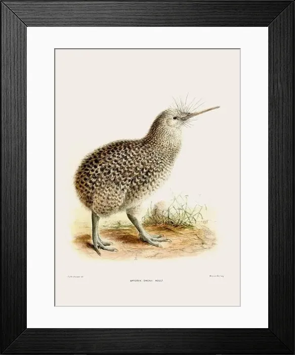 Framed Print : Kiwi: New Zealand native land bird. Vintage bird illustration. 19th century bird art. Ca 1878 Framed Print : Kiwi: New Zealand native land bird. Vintage bird illustration. 19th century bird art. Ca 1878