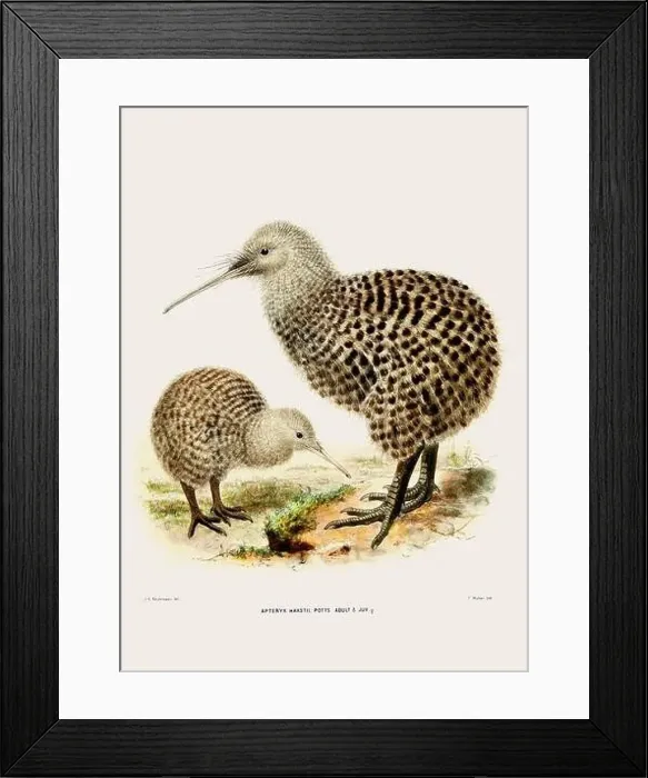 Framed Print : Kiwi: New Zealand native land bird. Vintage bird illustration. 19th century bird art. Ca 1878 Framed Print : Kiwi: New Zealand native land bird. Vintage bird illustration. 19th century bird art. Ca 1878