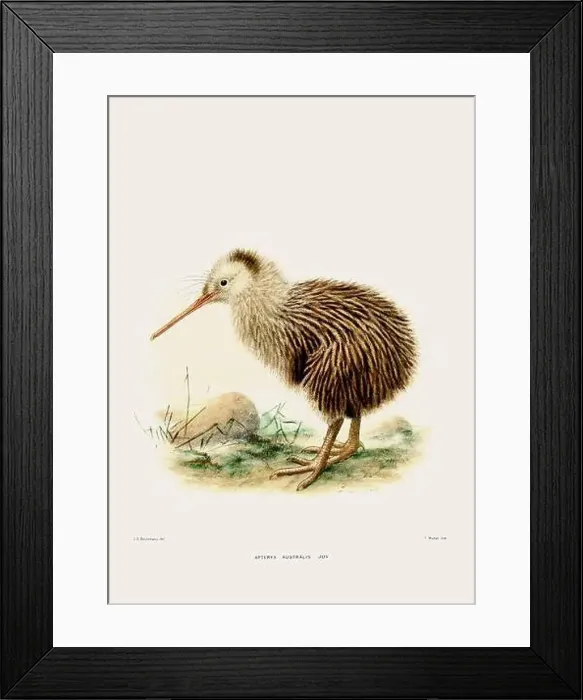 Framed Print : Kiwi: New Zealand native land bird. Vintage bird illustration. 19th century bird art. Ca 1878 Framed Print : Kiwi: New Zealand native land bird. Vintage bird illustration. 19th century bird art. Ca 1878