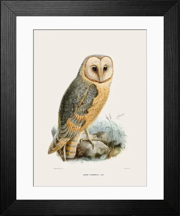 Framed Print : Vintage Owl illustration. 19th century bird art. Ca 1878 Framed Print : Vintage Owl illustration. 19th century bird art. Ca 1878