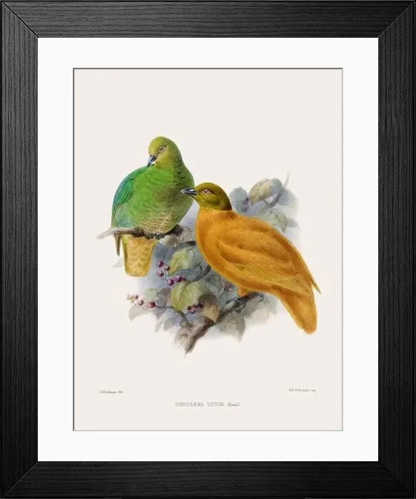 Framed Print : Colorful Pigeons. Vintage bird illustration. 19th century bird art. Ca 1878 Framed Print : Colorful Pigeons. Vintage bird illustration. 19th century bird art. Ca 1878