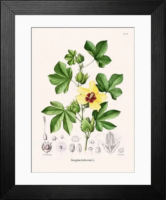 Framed Print : Vintage Botanical illustration from a 19th-century German Book, depicting Medicinal Plants Framed Print : Vintage Botanical illustration from a 19th-century German Book, depicting Medicinal Plants