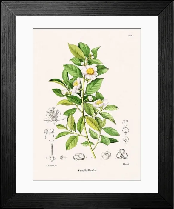 Framed Print : Vintage Botanical illustration from a 19th-century German Book, depicting Medicinal Plants Framed Print : Vintage Botanical illustration from a 19th-century German Book, depicting Medicinal Plants