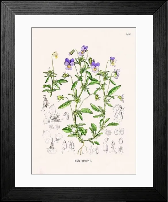 Framed Print : Vintage Botanical illustration from a 19th-century German Book, depicting Medicinal Plants Framed Print : Vintage Botanical illustration from a 19th-century German Book, depicting Medicinal Plants