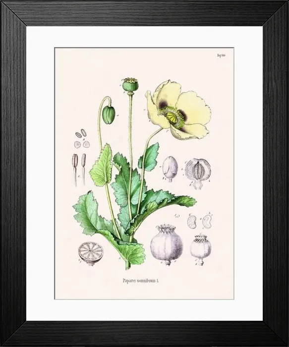 Framed Print : Vintage Botanical illustration from a 19th-century German Book, depicting Medicinal Plants Framed Print : Vintage Botanical illustration from a 19th-century German Book, depicting Medicinal Plants